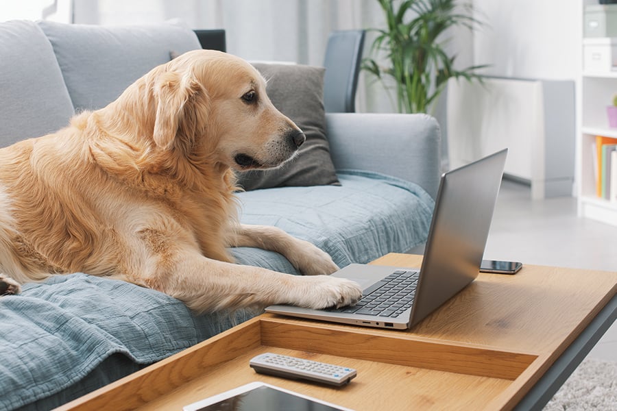 A golden retriever puts its right paw on a laptop while laying on a couch.