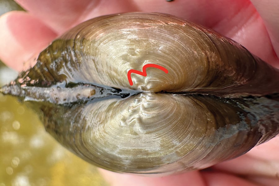 A giant floater mussel has M-shaped markings on its beak.