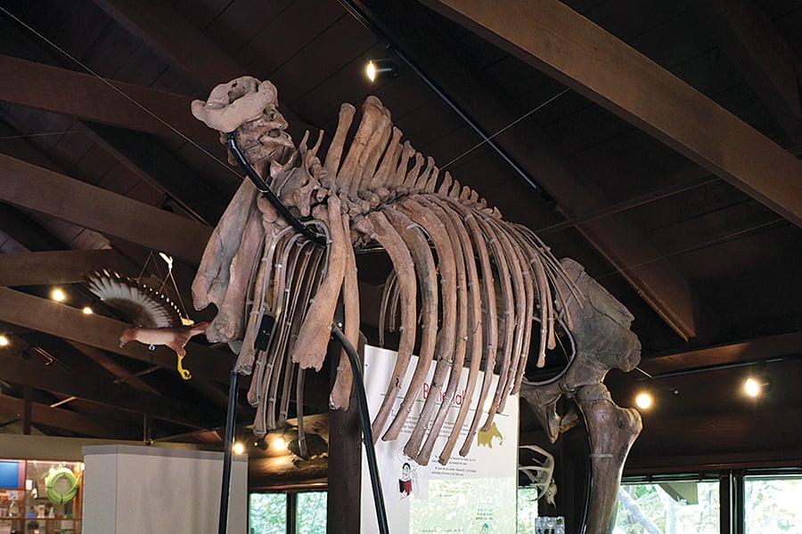The torso and legs of a woolly mammoth are displayed at an education center.
