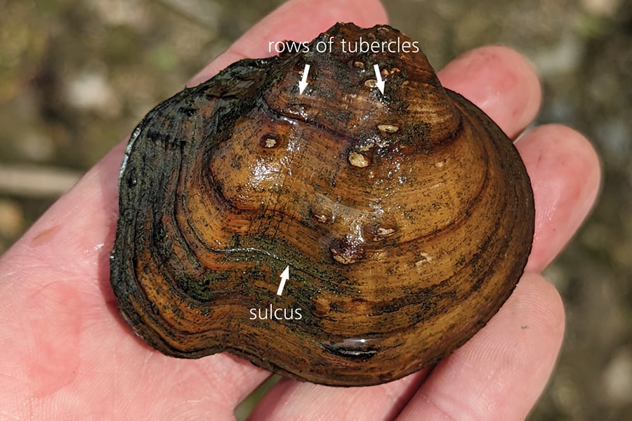 A mapleleaf mussel with arrows showing its tubercles and sulcus.