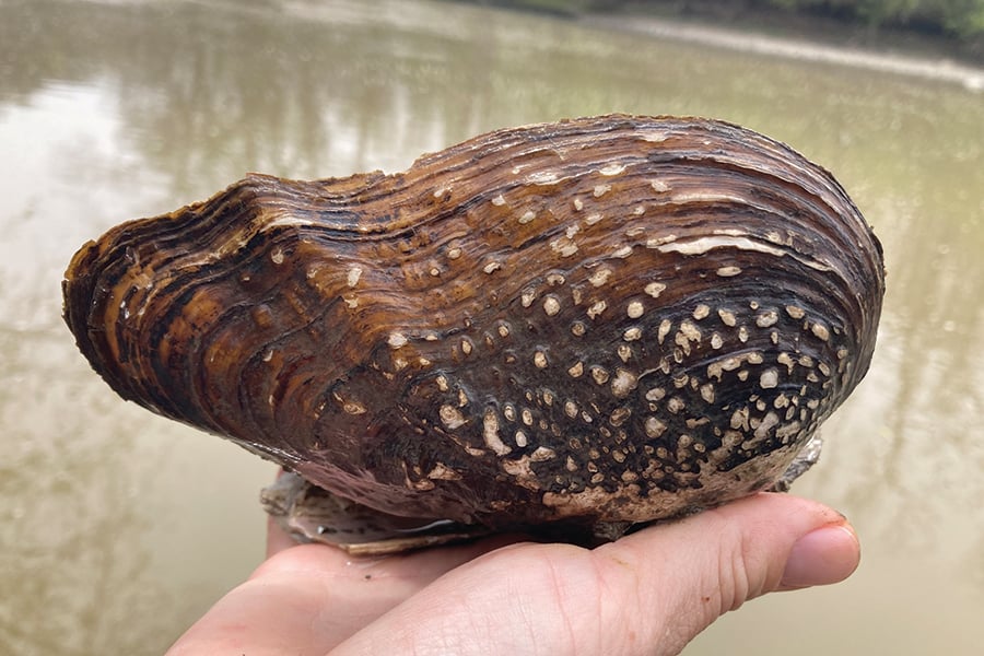 A brown pistolgrip mussel is held above a stream showing its knobs and layers.