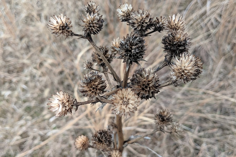 A rattlesnake master plant blossoms.