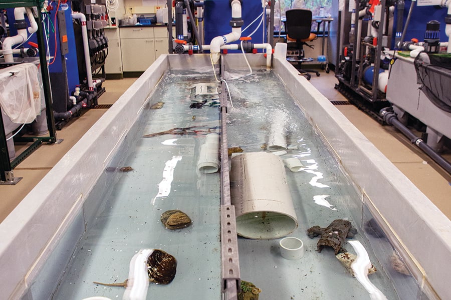 The inside of the Urban Stream Research Center has troughs where ecologists raise freshwater mussels.