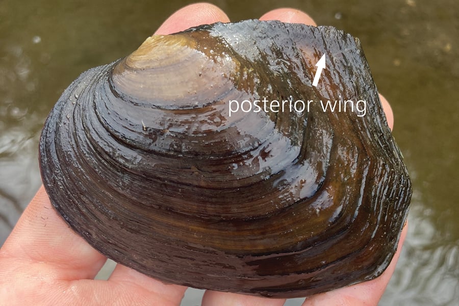 An arrow points toward a mussel's sharp posterior wing.