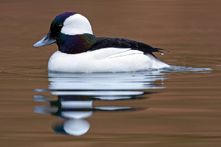 bufflehead-adobestock-BrianLasenby