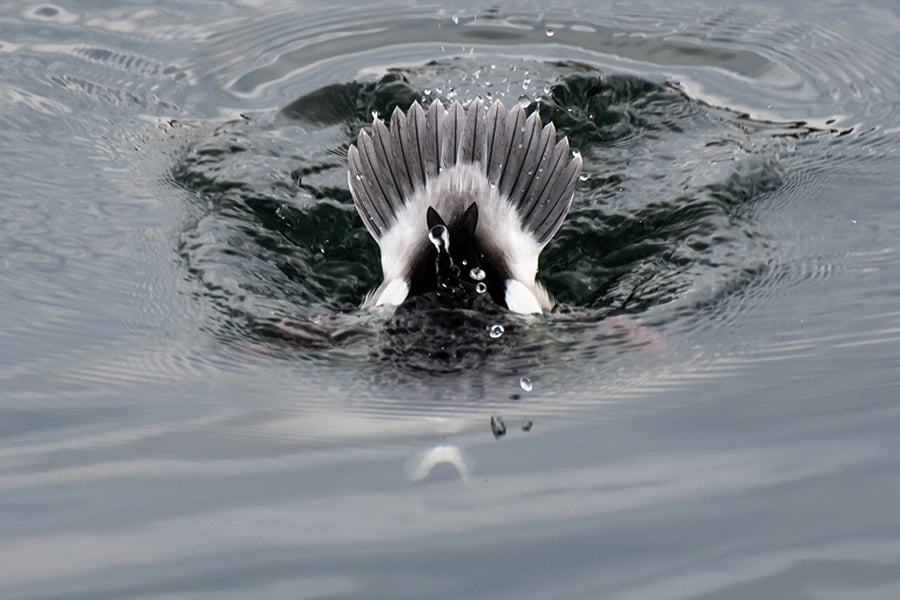 bufflehead-adobestock-RogerUtting