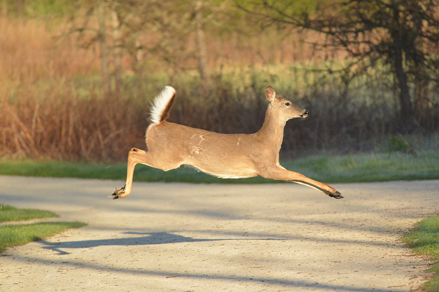 deer-running-flipped-900x600