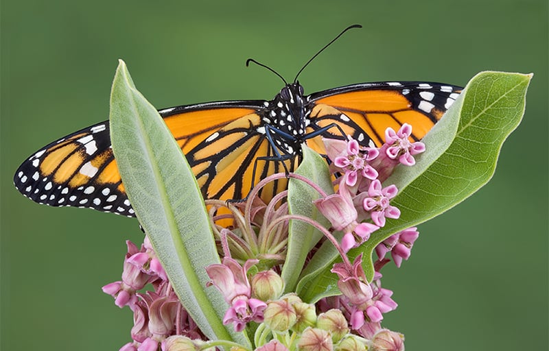 native-plant-sale-800x512x150