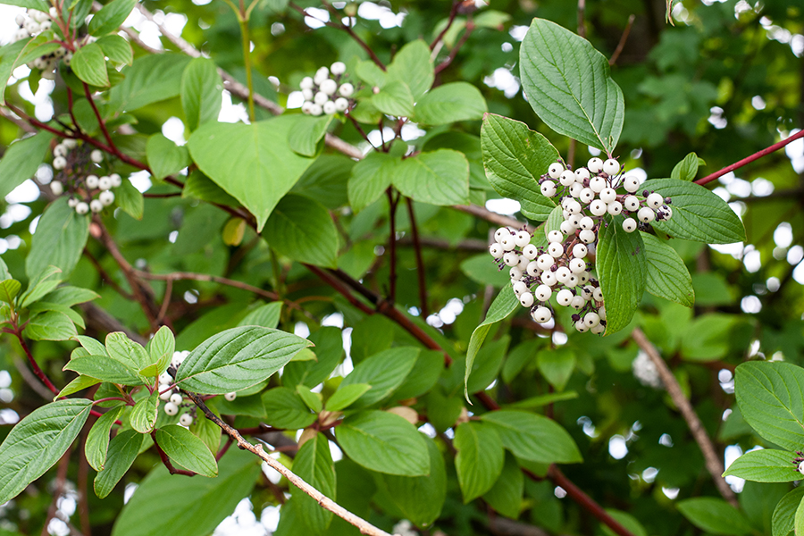 red-twig-dogwood-900x600