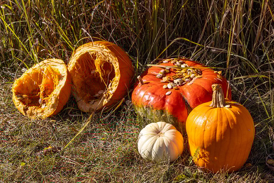 dumped_pumpkins_900x600x150