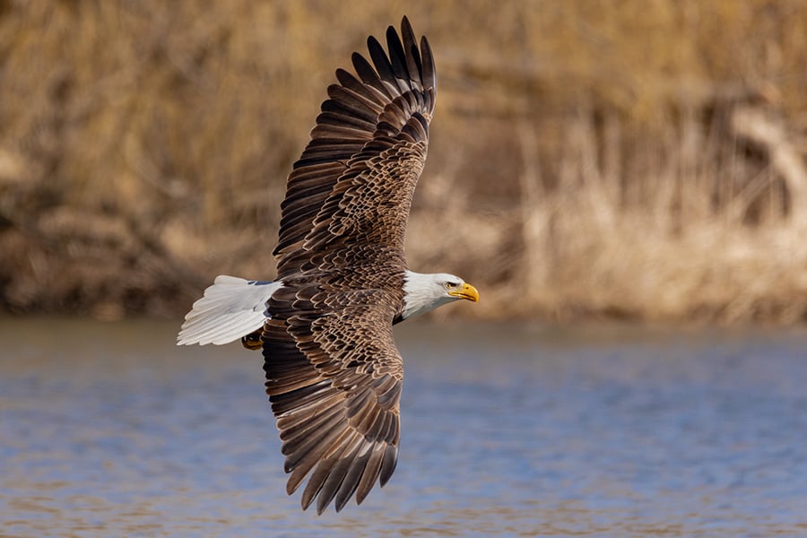 bald-eagle-flight-flipped-900x600x150