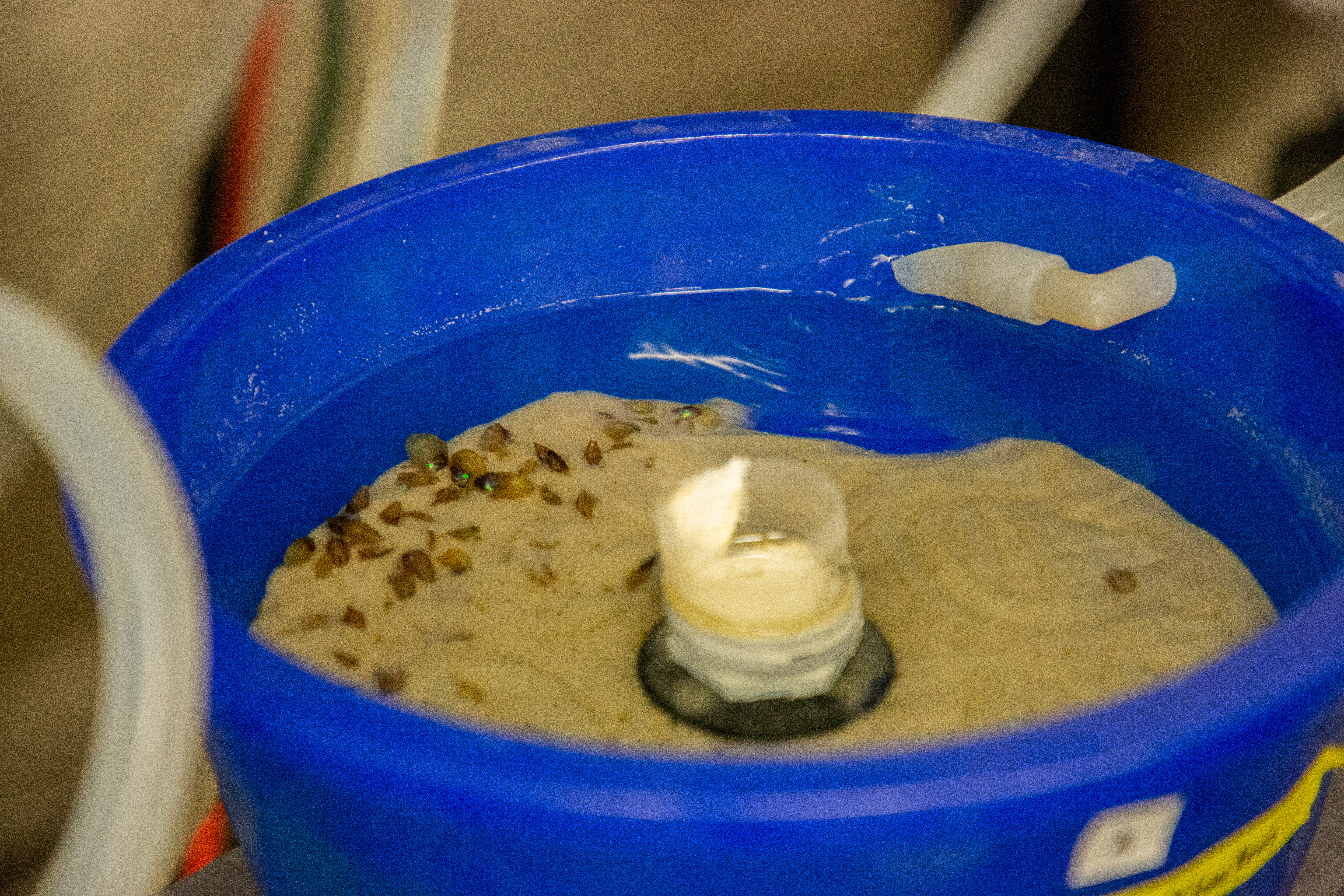 mussels raised in lab