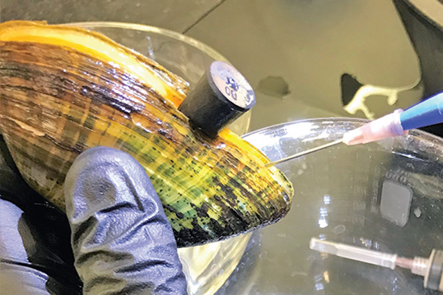 an ecologist uses a small need to extract glochidia from an elktoe mussel