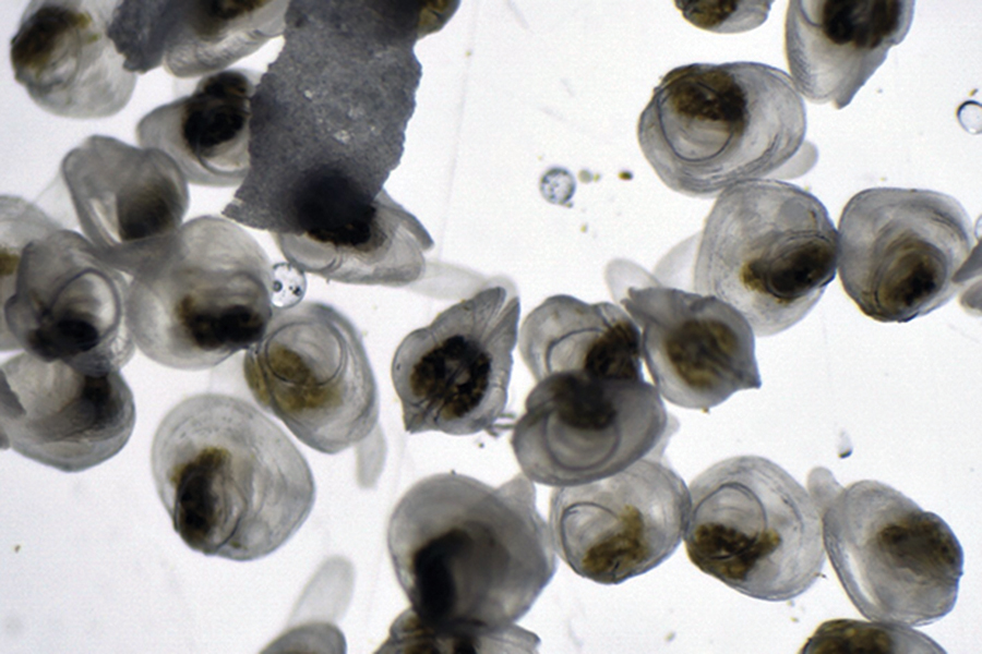 juvenille freshwater mussels under a microscope