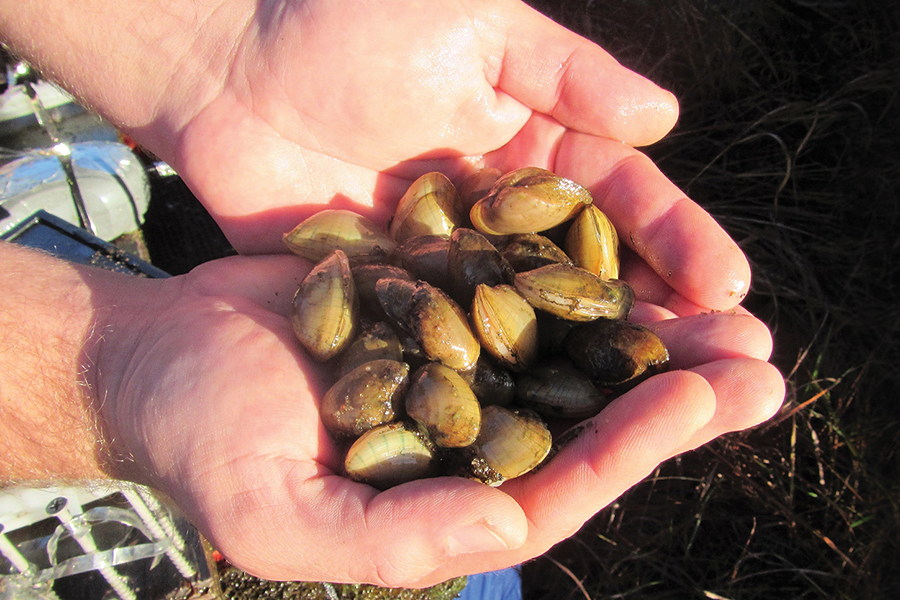 two hands hold a group of small freshwater mussels