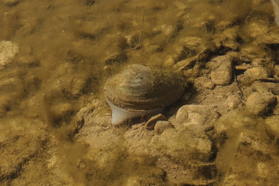 an adult giant floater mussel