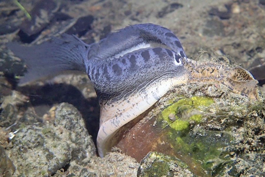 an adult plain pocketbook mussel displaying its 