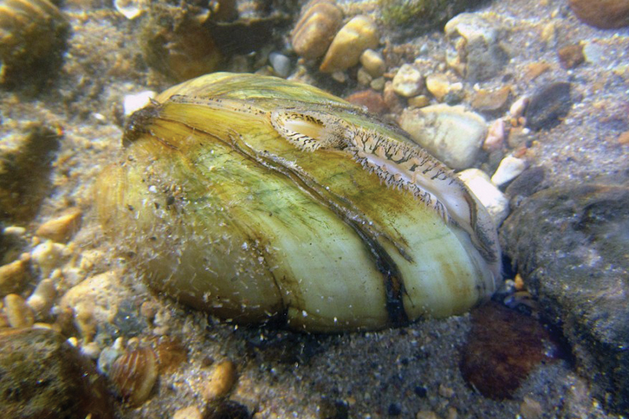 adult plain pocketbook mussel