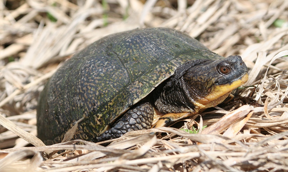 blandings-turtle-adult