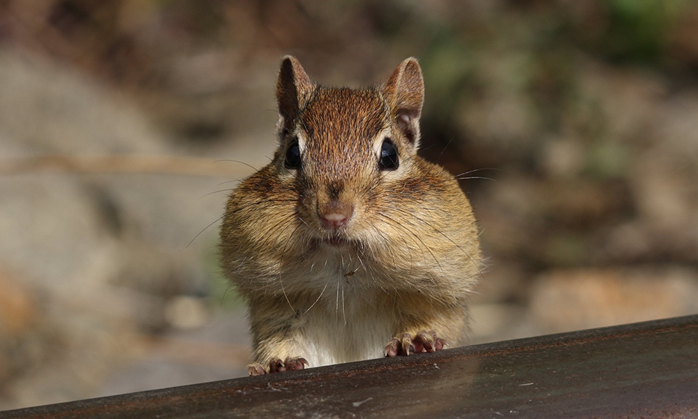 Eastern-chipmunk-Cephas-via-wikimedia-commons