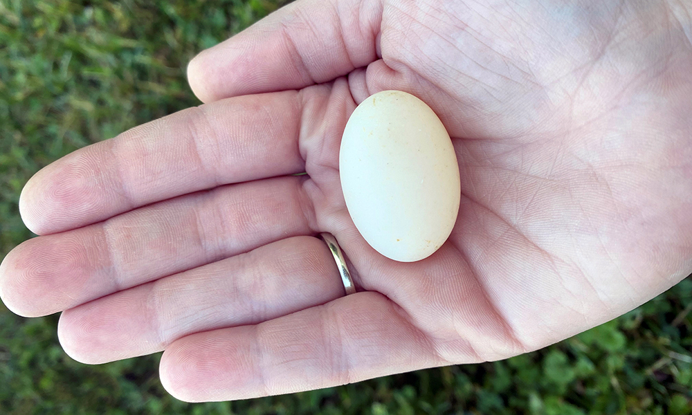 blandings-turtle-egg-in-palm-of-hand