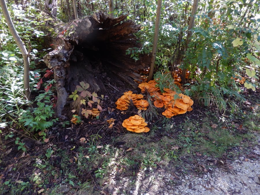 Orange mushrooms grow near the hollow of a fallen tree.