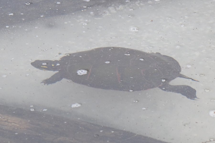 painted turtle under the ice