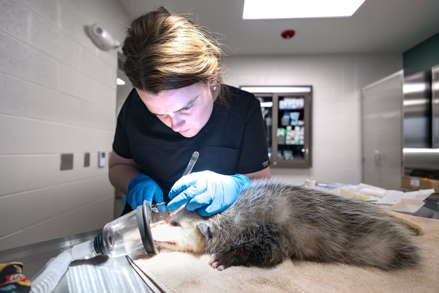 A woman treats an opossum in an operating room.