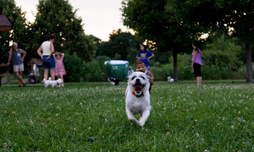 Places To Go Forest Preserves Greene Valley