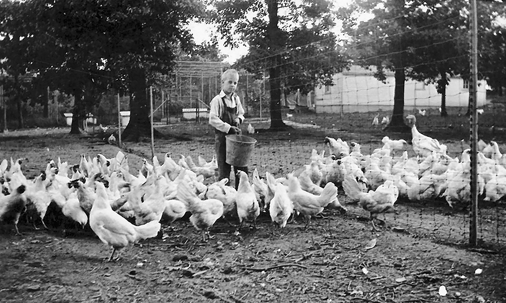 mayslake-peabody-farm-boy-chickens