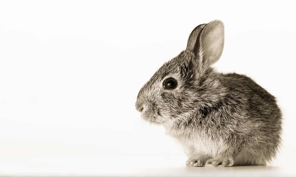 baby-cottontail-MikeShimer