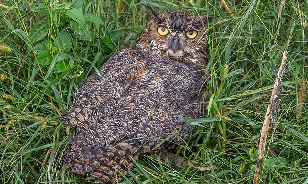 injured-owl-duane-marski