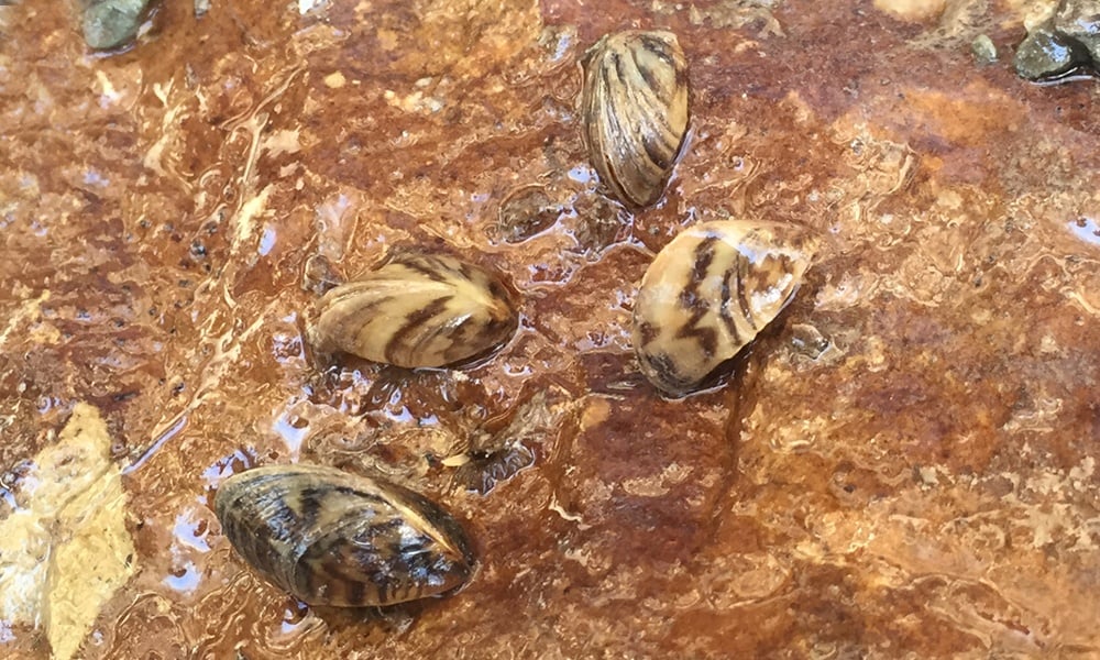 zebra-mussels-JennySmith