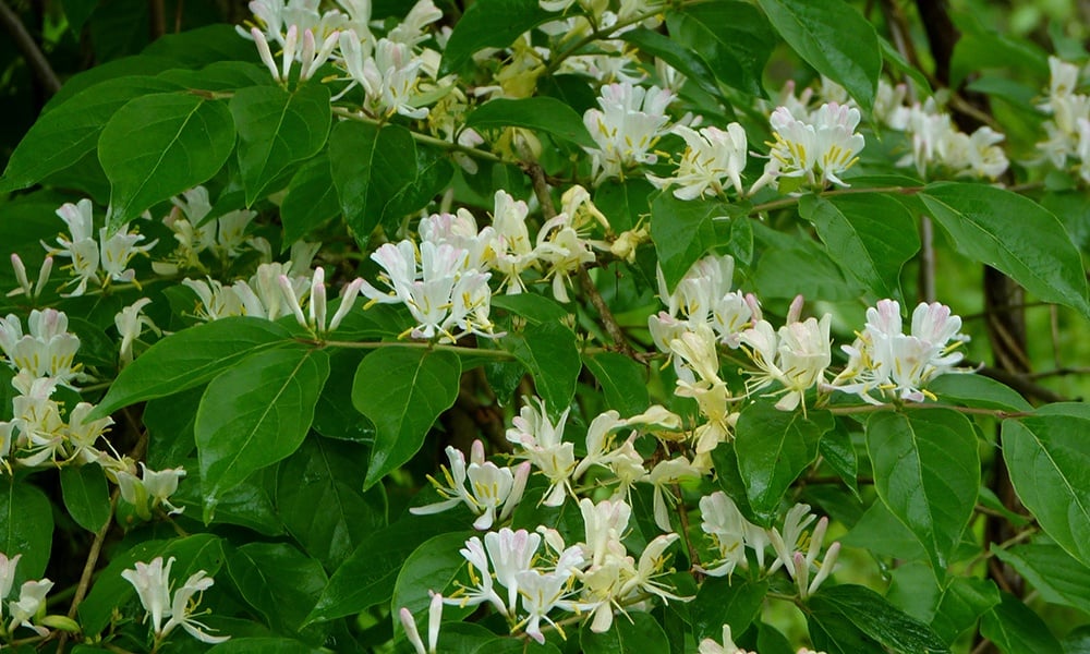 Amur-honeysuckle-JohnBeetham