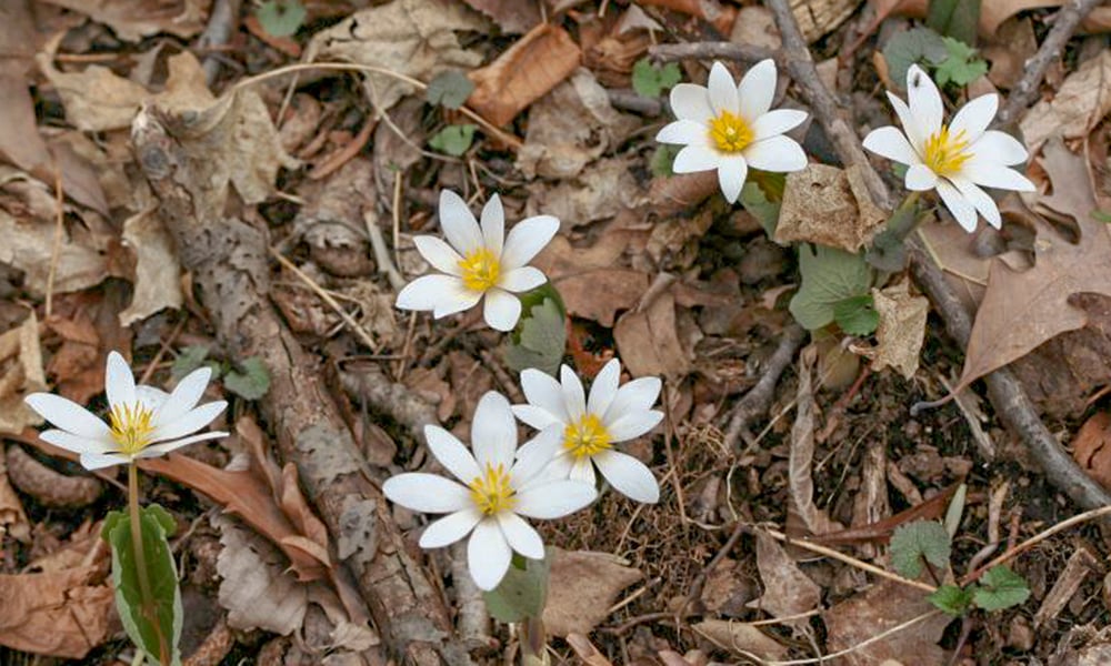 Bloodroot-2