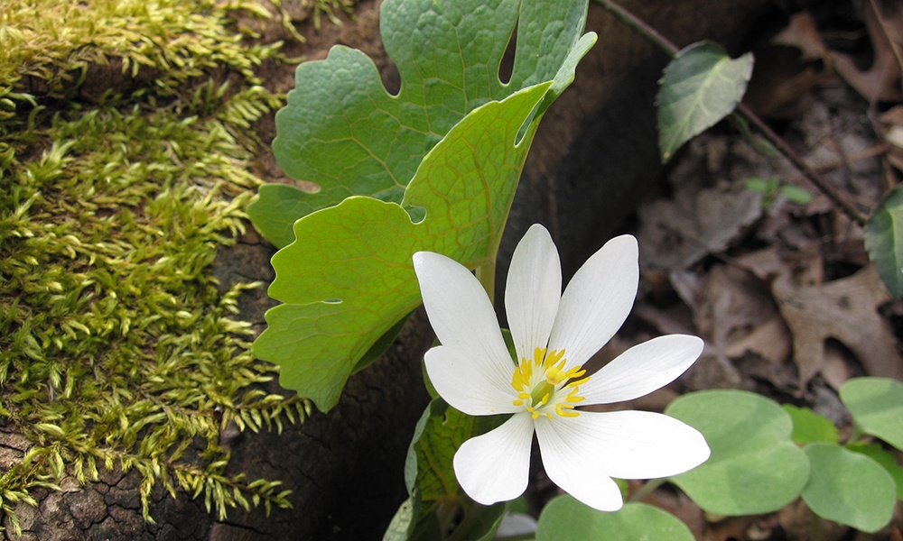 bloodroot