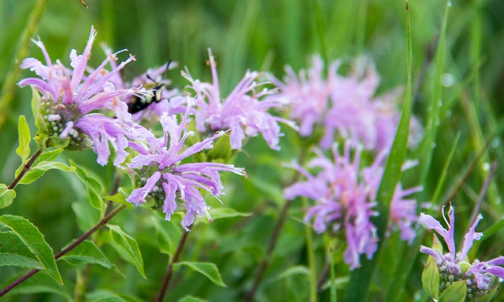 wild-bergamot-1