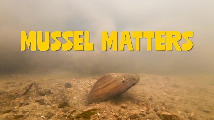 Mussel Matters title page
