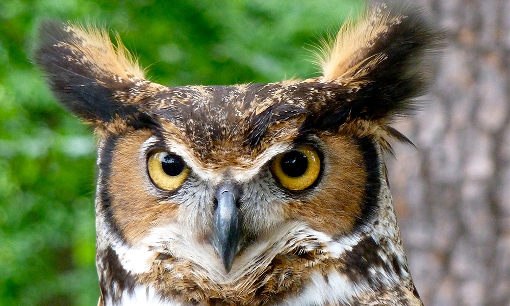 great-horned-owl-ErikDunham