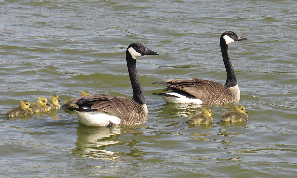 Handling Spring Encounters with Nesting Geese