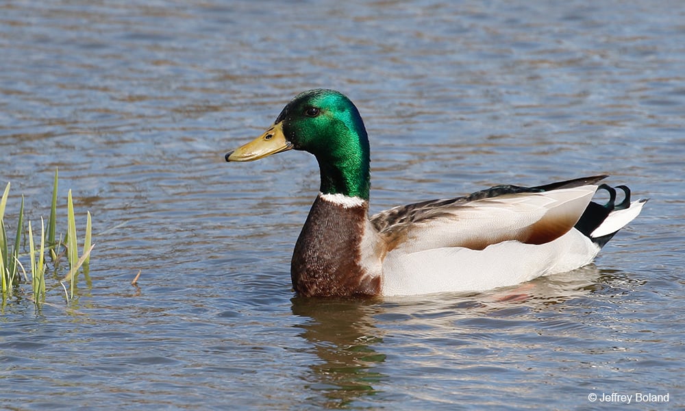 Mallard-Drake-Copyright-Boland