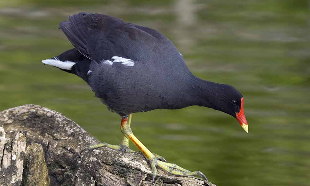 Plants & WildlifeWildlifeBirdsMarsh Birds