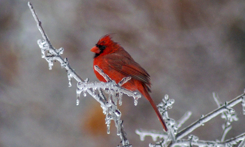 Feathered Friends Feel the Freeze: How to Help Birds Survive Winter