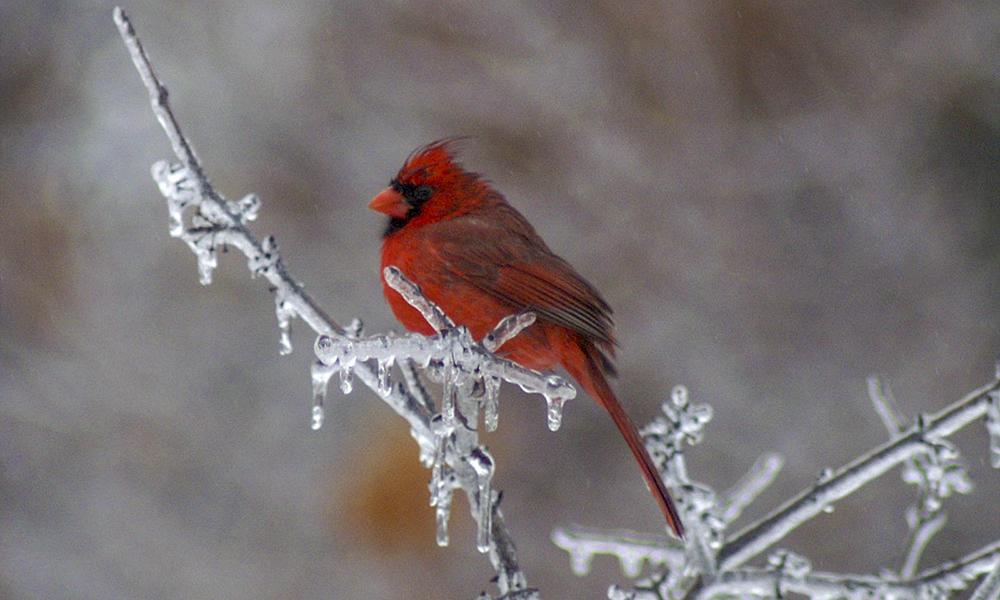 cardinal-winter