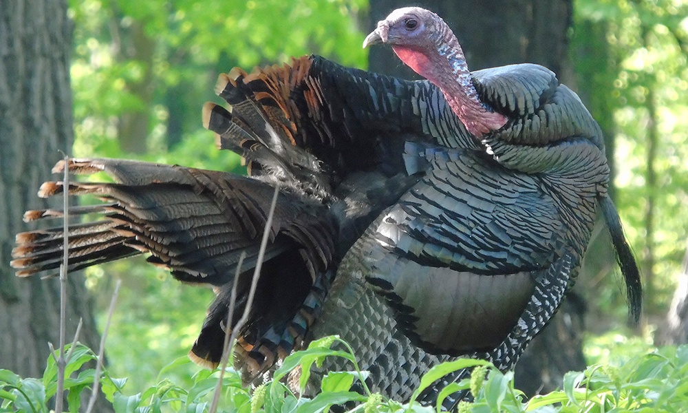 wild-turkey