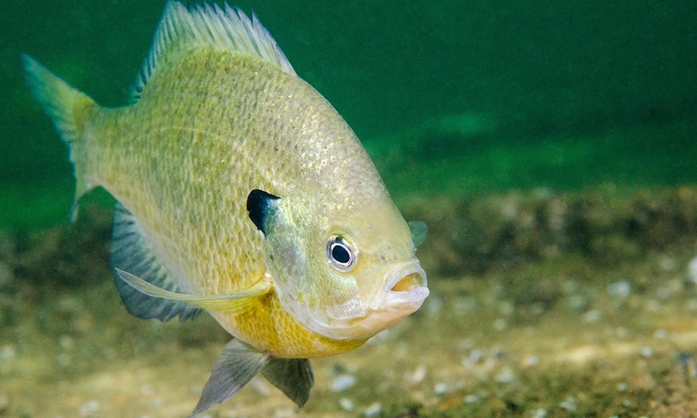 Spawning Time for Sunfish