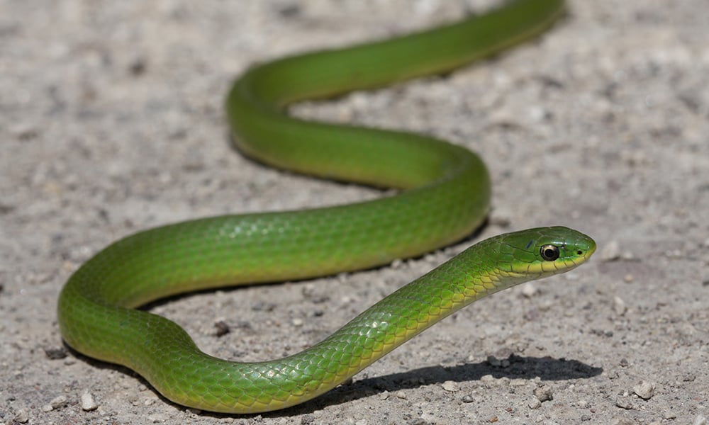 Snake green