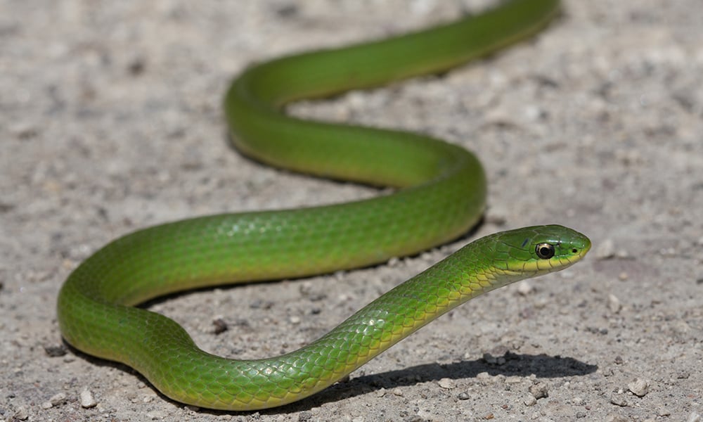 Smoothing the Way for Smooth Green Snakes