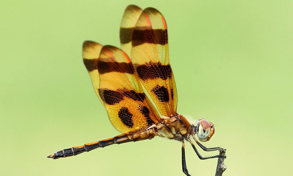 Halloween-pennant-male-KenSlade