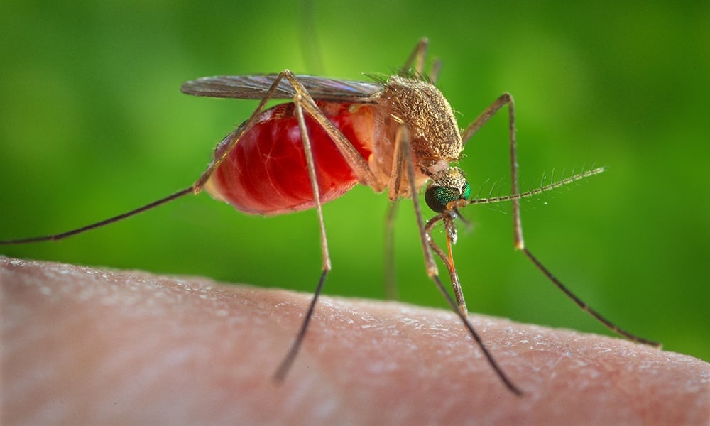 Do Only Female Mosquitoes Bite?